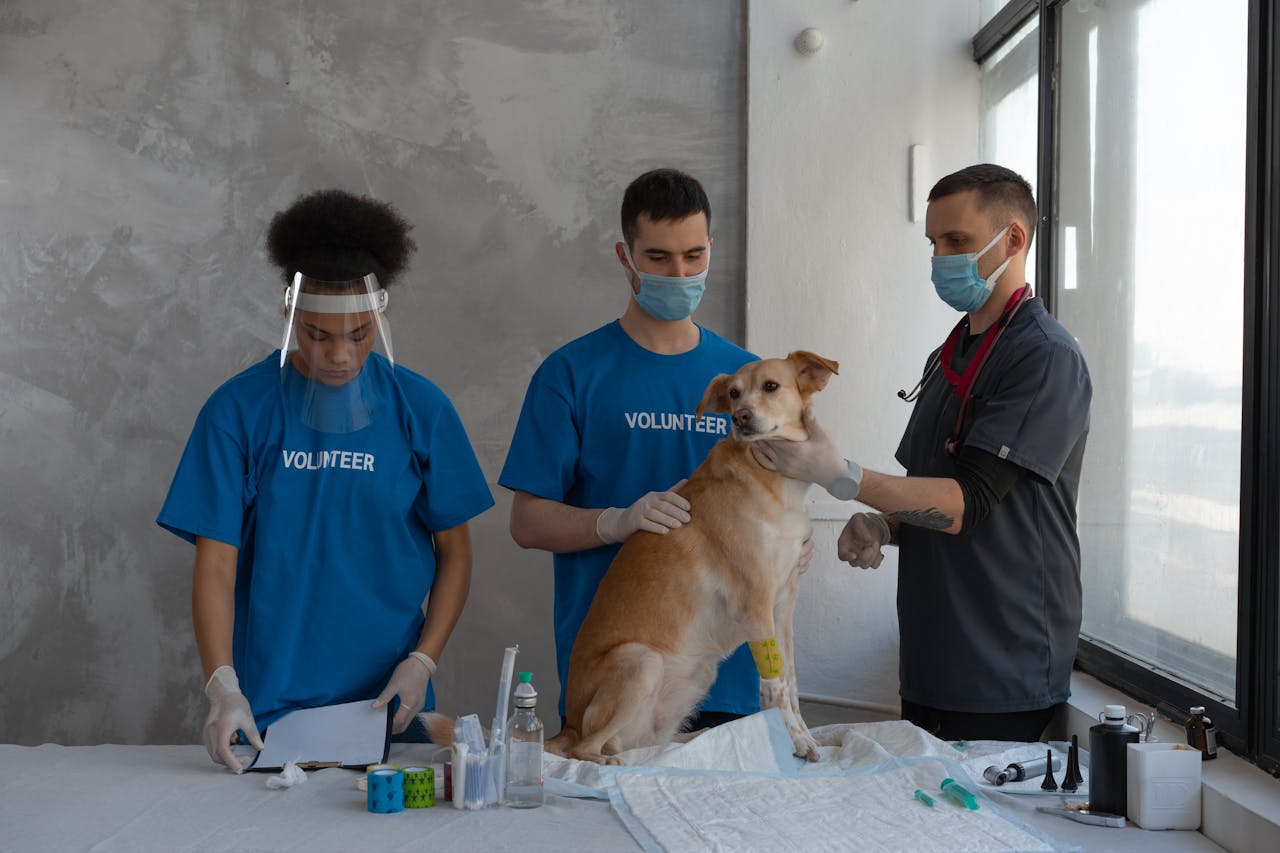 Volunteers assist a veterinarian during a dogs health check-up in a clinic.
