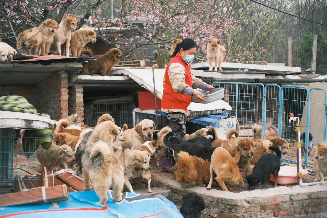 A woman in a mask feeds a large group of dogs at an animal shelter.